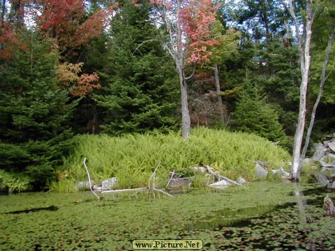 Adamant Pond - Adamant, Vermont