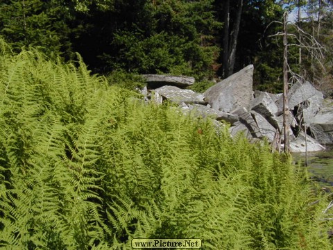 Adamant Pond - Adamant, Vermont