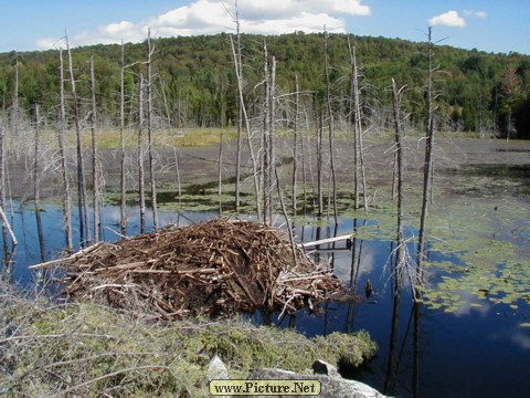 Adamant Pond - Adamant, Vermont