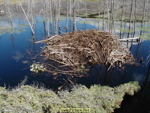 Adamant Pond - Adamant, Vermont