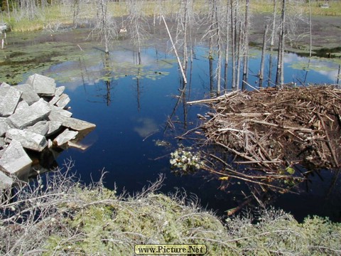 Adamant Pond - Adamant, Vermont