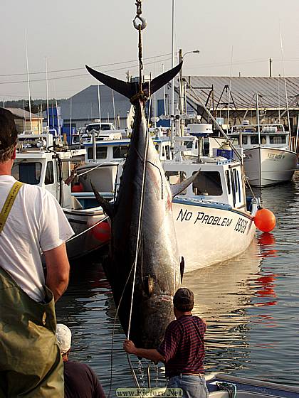 Eastern Kings County
East Point & North Lake, PEI
Prince Edward Island, Canada
August, 2005 - photo by Steve Gallagher