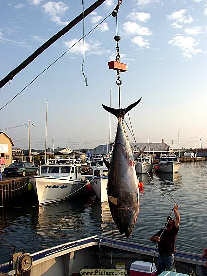 Eastern Kings County
East Point & North Lake, PEI
Prince Edward Island, Canada
August, 2005 - photo by Steve Gallagher