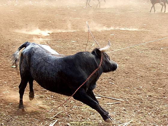 DesMontes, Michoacan
Mexico 2004