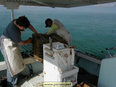 near Conch Key, Florida