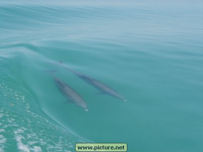 near Conch Key, Florida