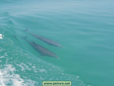 near Conch Key, Florida