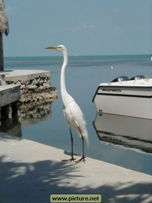 Conch Key, Florida