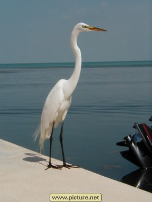 Conch Key, Florida