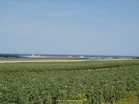 A North Shore Field, PEI