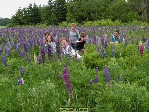 Elmira lupines