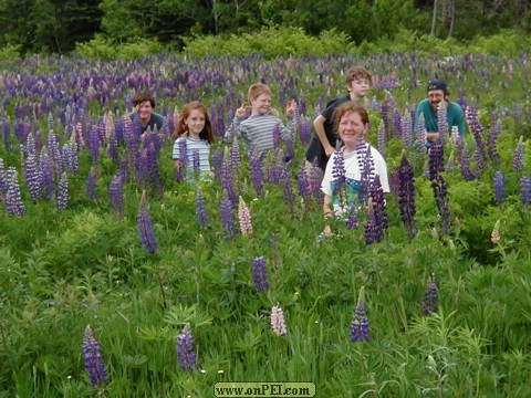 Elmira lupines