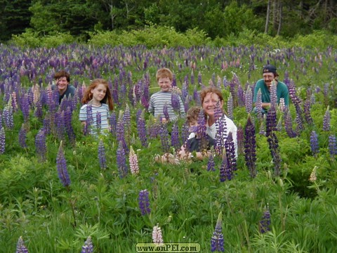 Elmira lupines