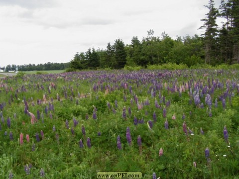 Elmira lupines