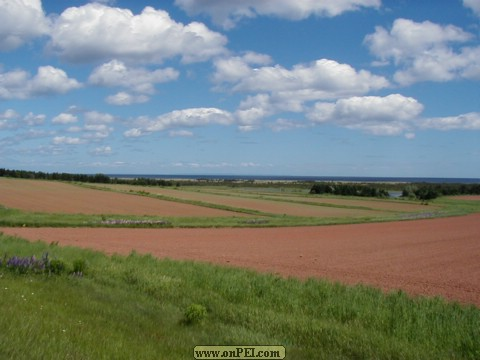 Fields above Basin Head