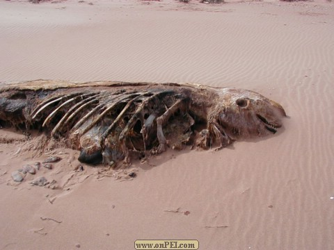 Pilot Whale Washed up August 2000