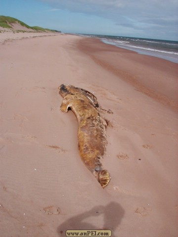 Pilot Whale Washed up August 2000