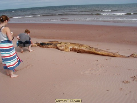 Pilot Whale Washed up August 2000