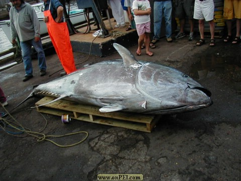 Blue-fin Tuna