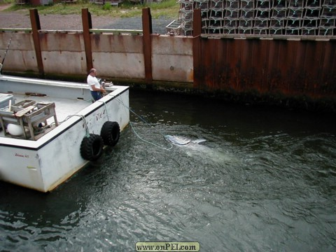 Blue-fin Tuna coming in