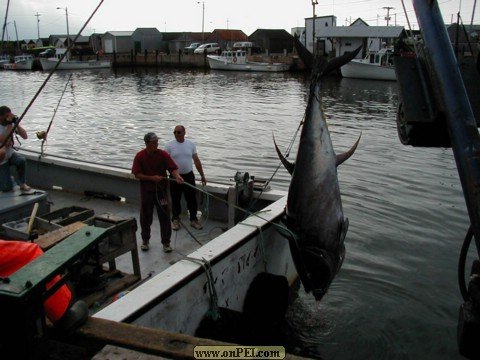 Blue-fin Tuna coming in